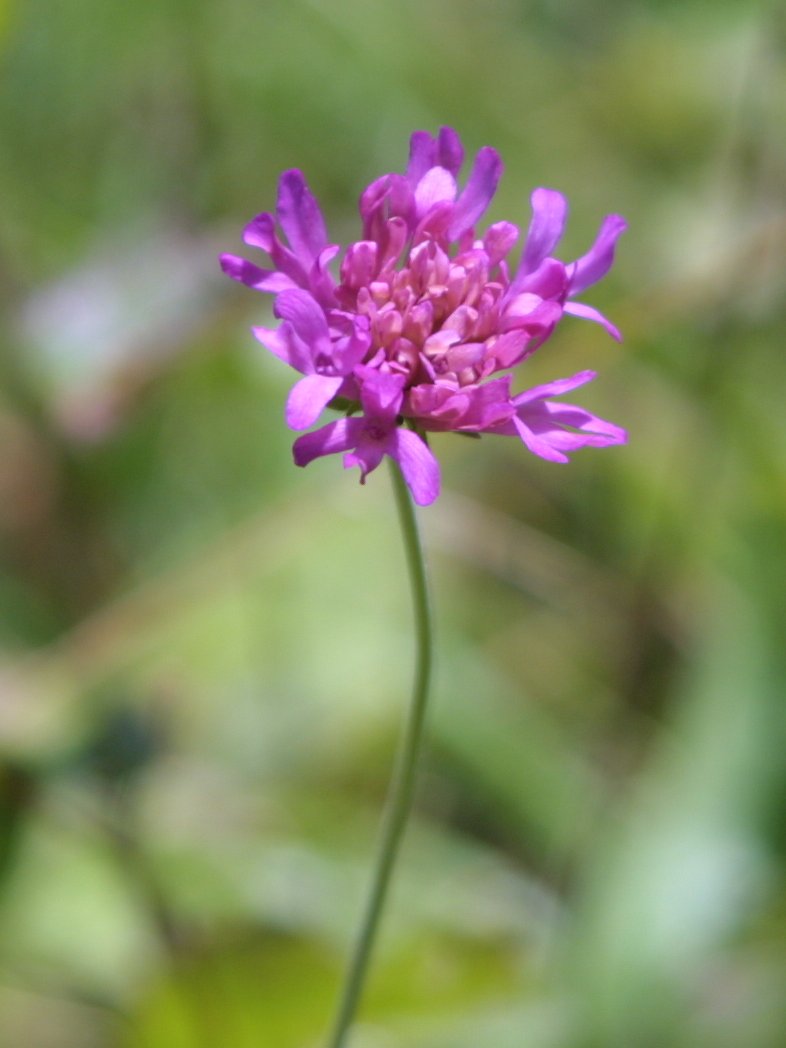 Knautia drymeia o Knautia dipsacifolia?